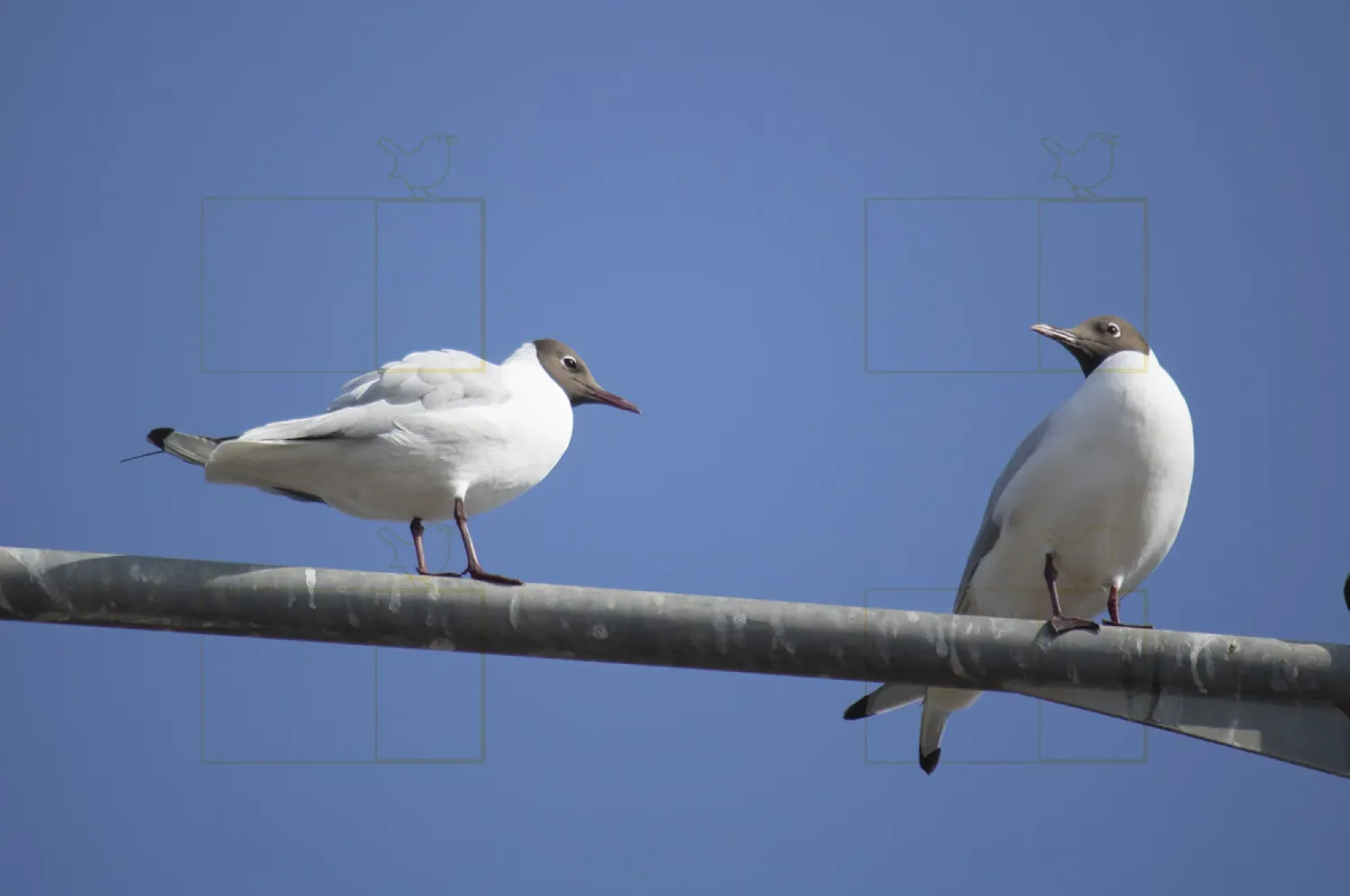 black headed gull