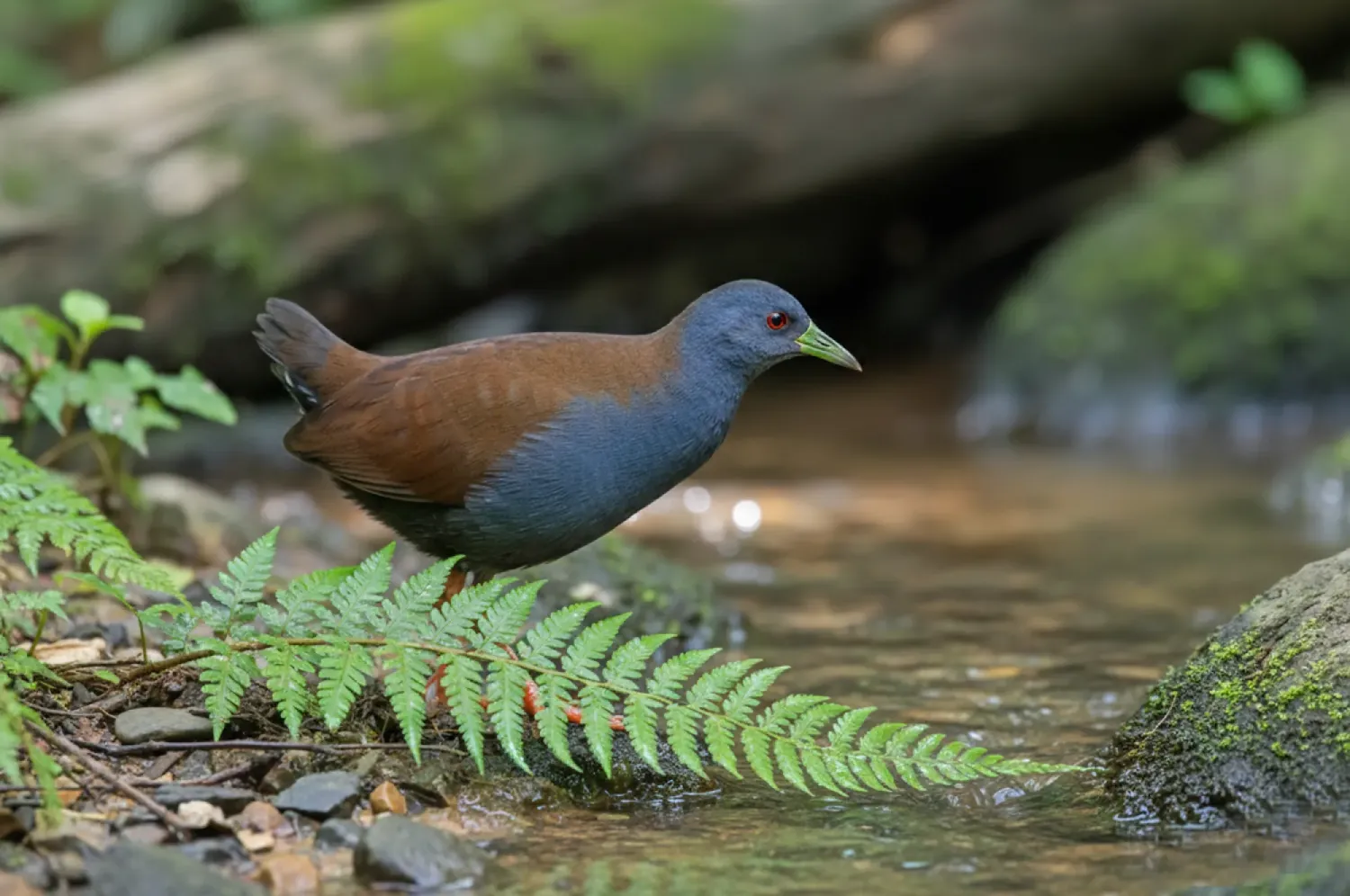 black tailed crake