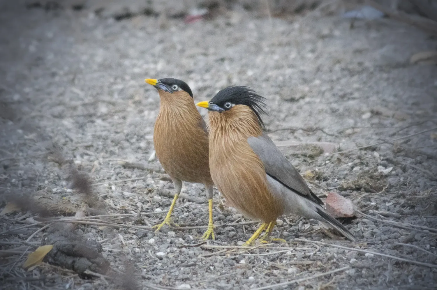 brahminy starling   brahminy myna
