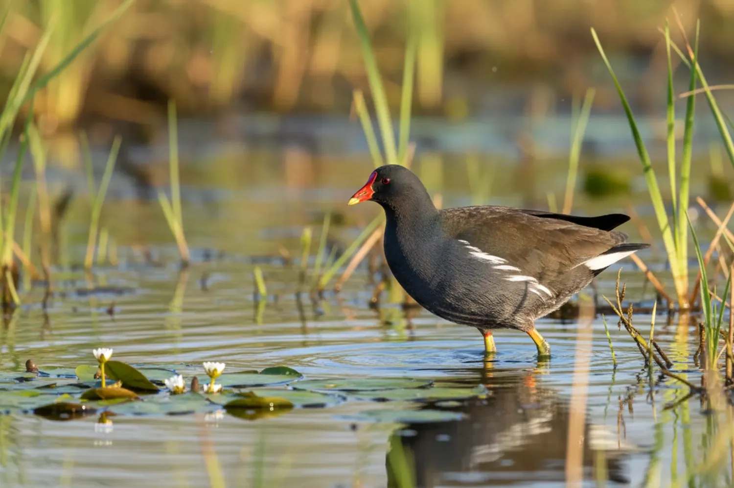 common moorhen