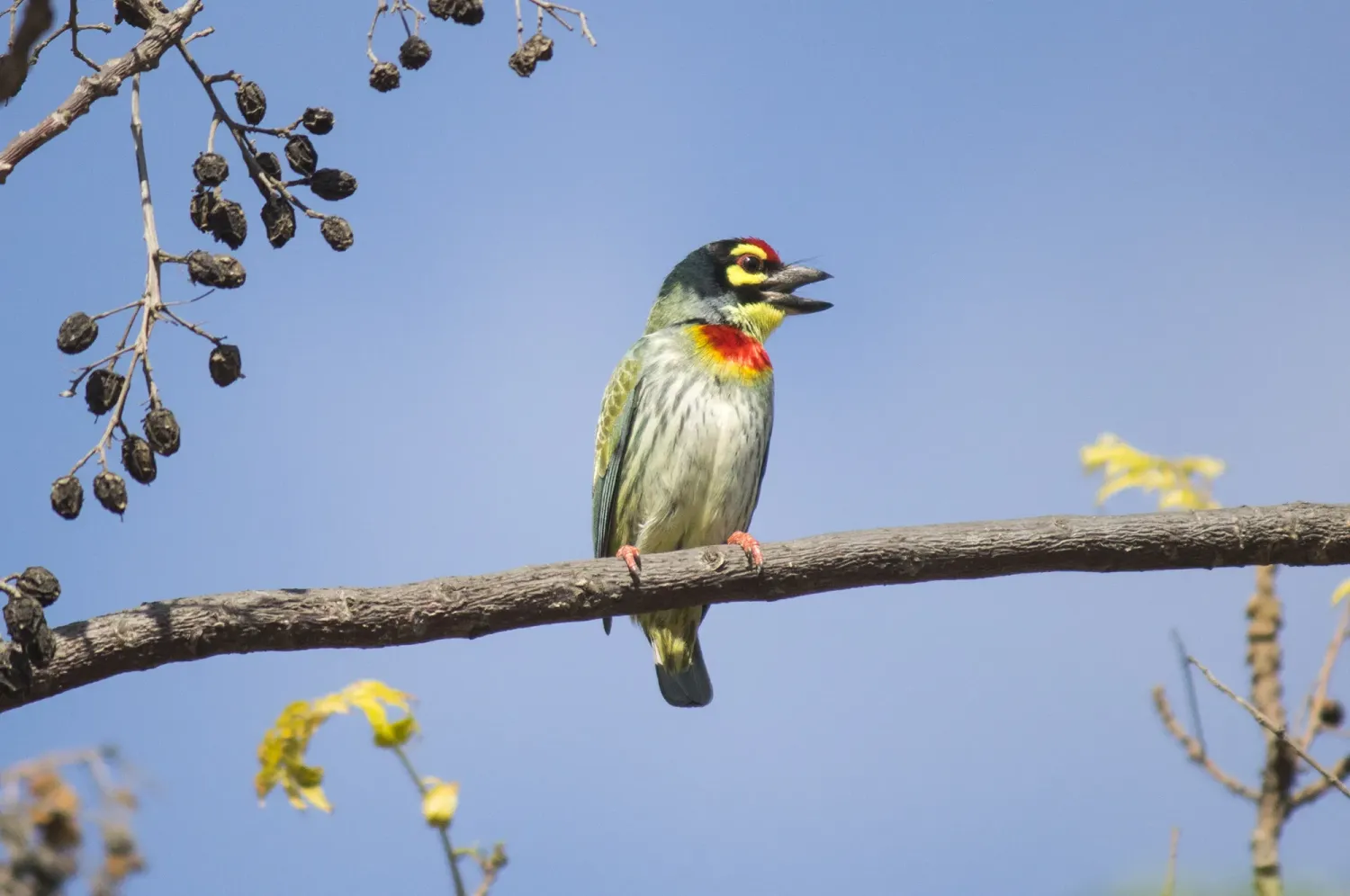 coppersmith barbet
