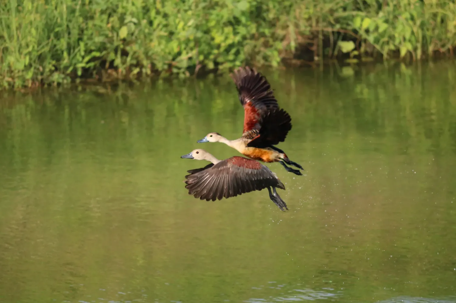 lesser whistling duck