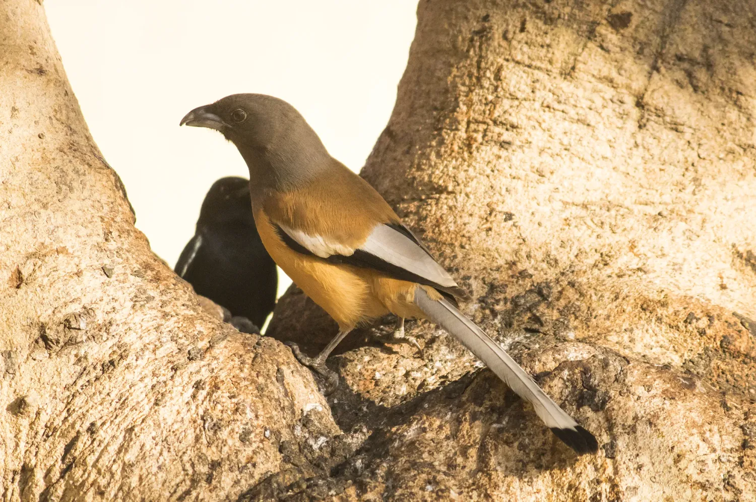 rufous treepie