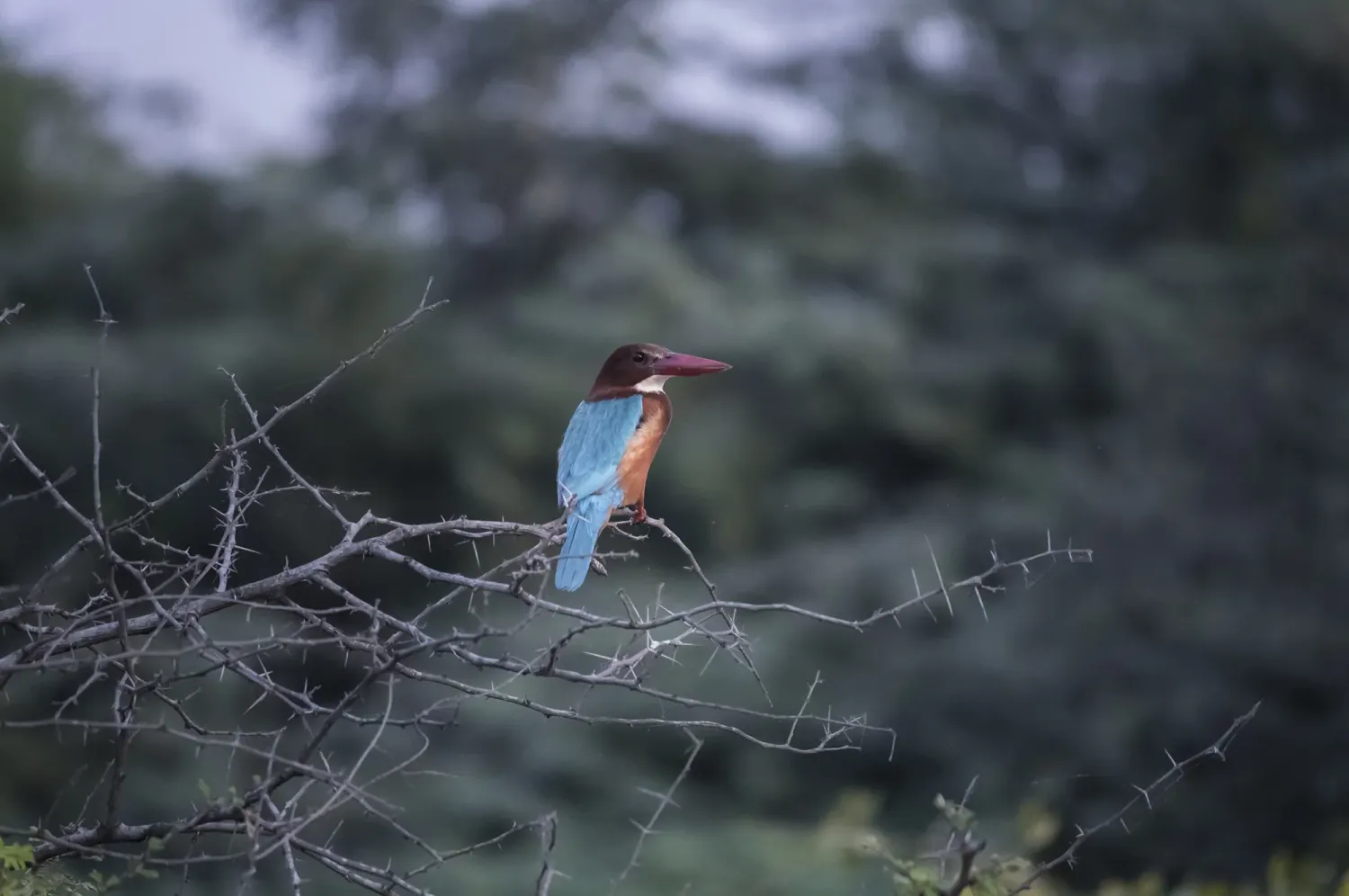 white throated kingfisher