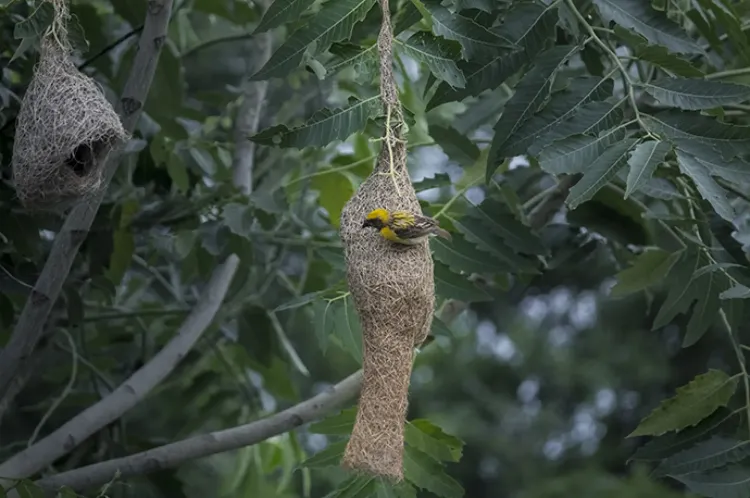 baya weaver