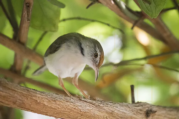 common tailorbird
