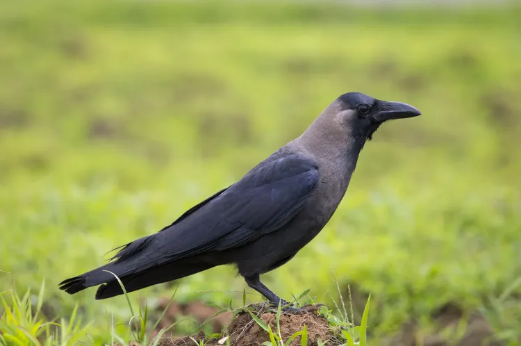 house-crow