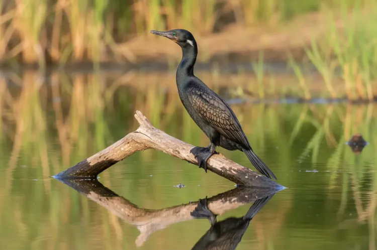 indian cormorant