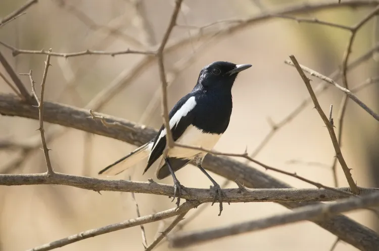 oriental-magpie-robin