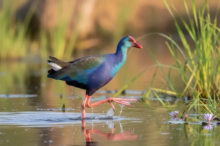 purple-swamphen