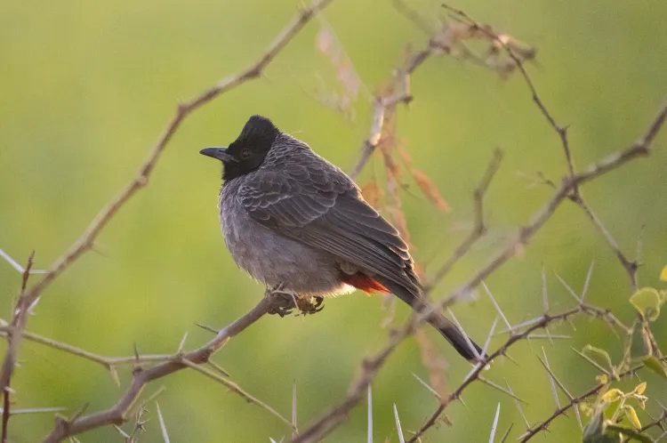 red-vented-bulbul