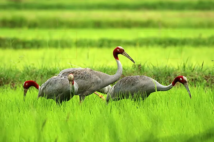 sarus-crane