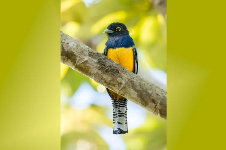 Trogon de Ward