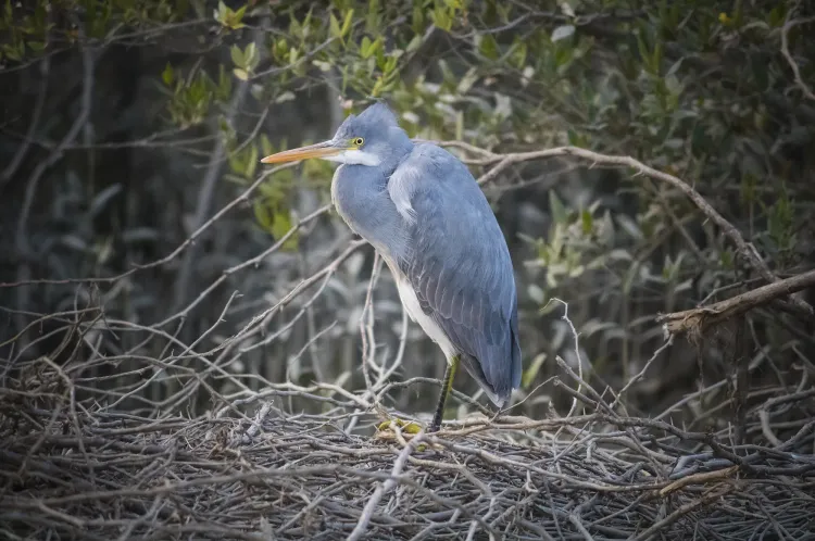 western-reef-egret
