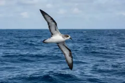 uploads/birds/small/baraus-petrel.webp