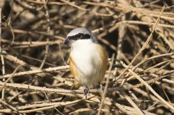 uploads/birds/small/bay-backed-shrike-2.webp