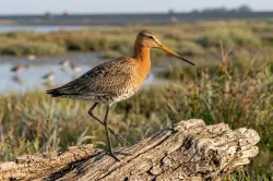 uploads/birds/small/black-tailed-godwit.webp