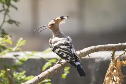 uploads/birds/small/common-hoopoe.webp