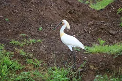 uploads/birds/small/eurasian-spoonbill.webp