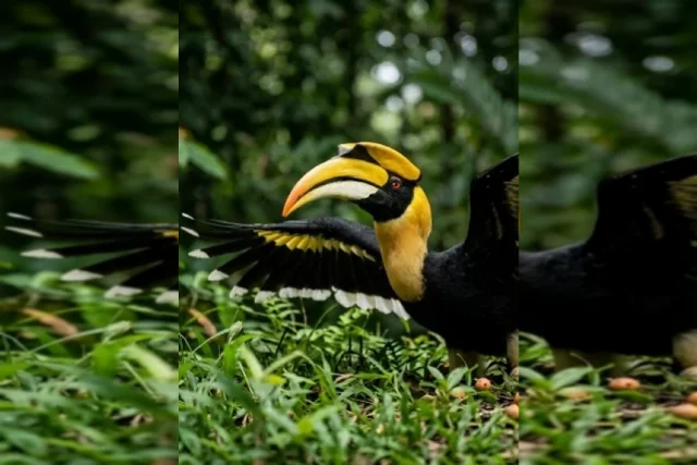 uploads/birds/small/great-hornbill-1.webp
