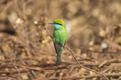 green bee eater