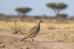 uploads/birds/small/grey-francolin.webp