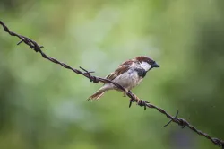 house sparrow