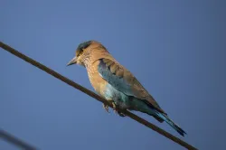 uploads/birds/small/indian-roller.webp