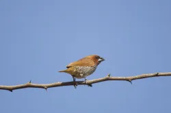 scaly breasted munia