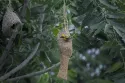baya weaver - Image 3