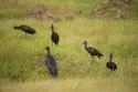 red naped ibis - Image 2