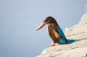 white throated kingfisher - Image 2