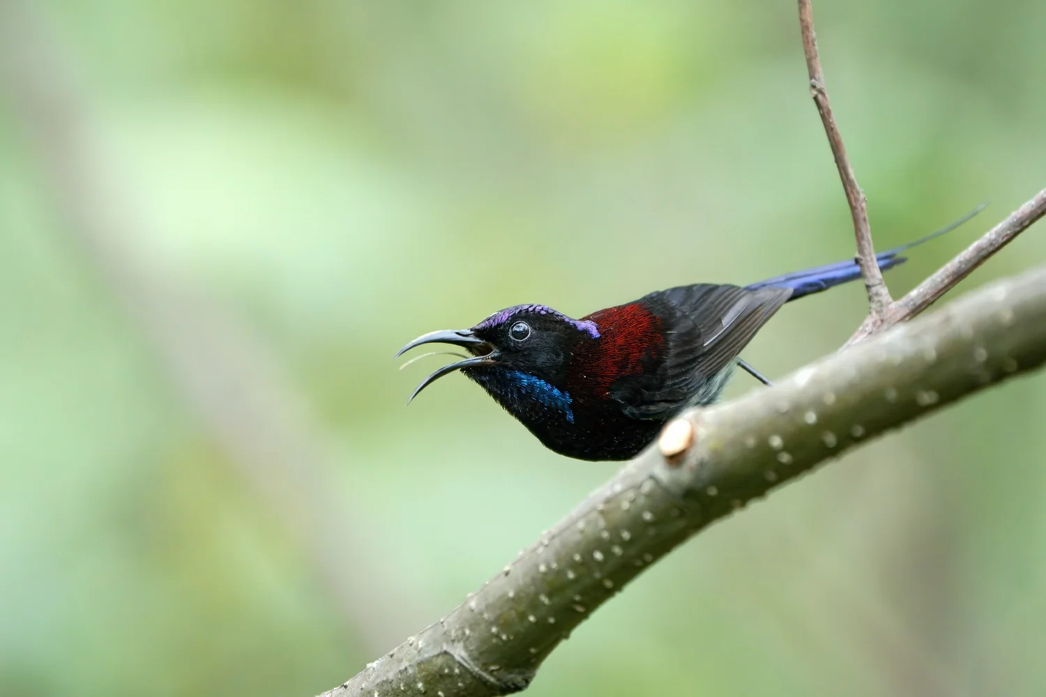 Black-throated Sunbird