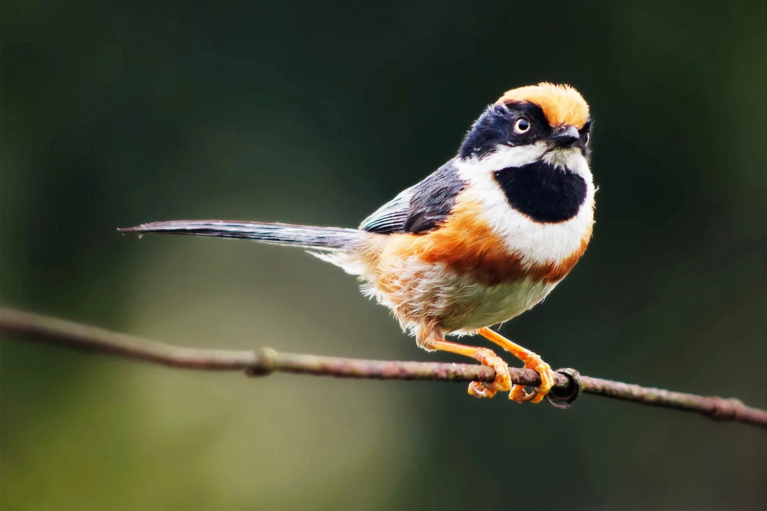 Black-throated Tit
