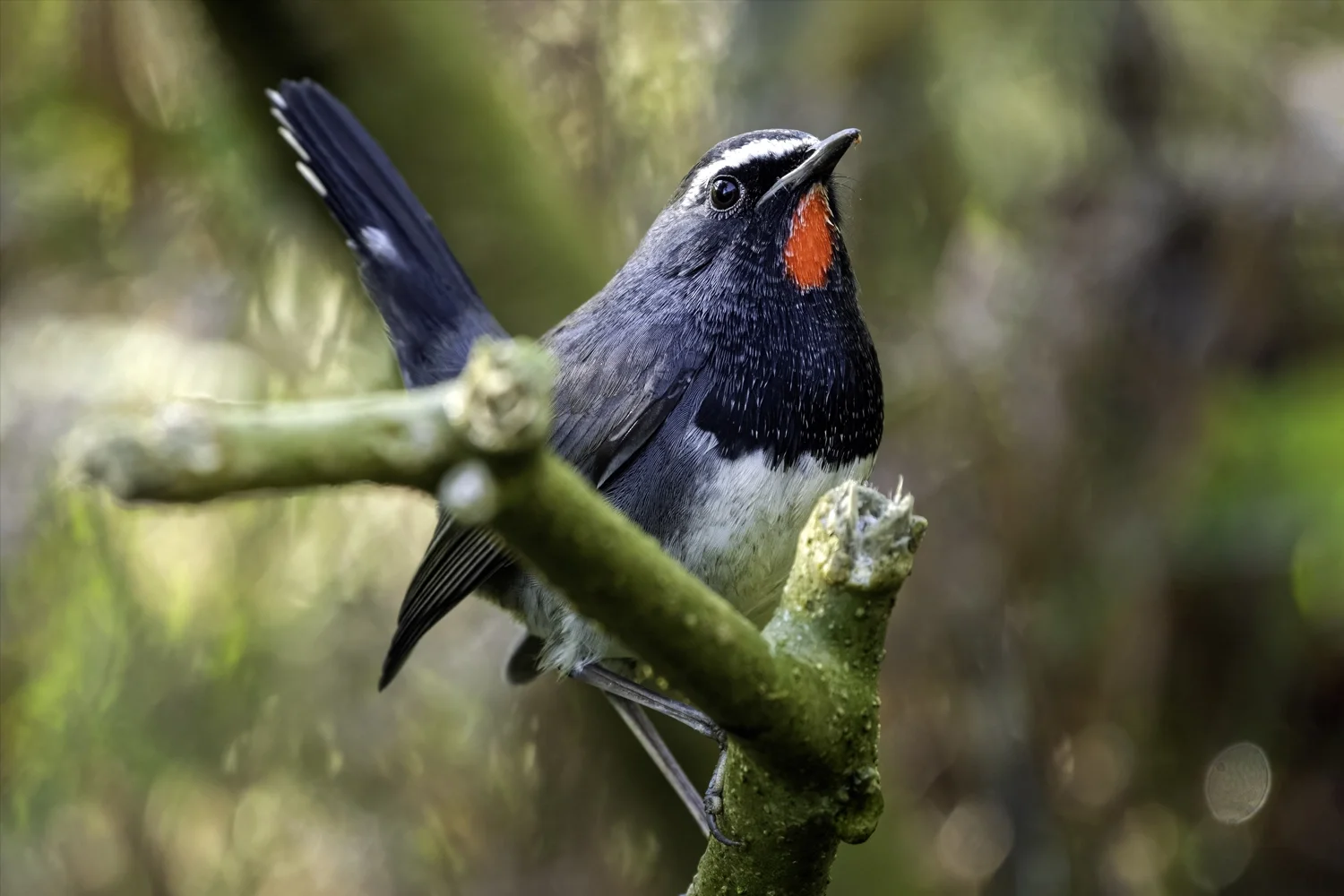 Firethroat