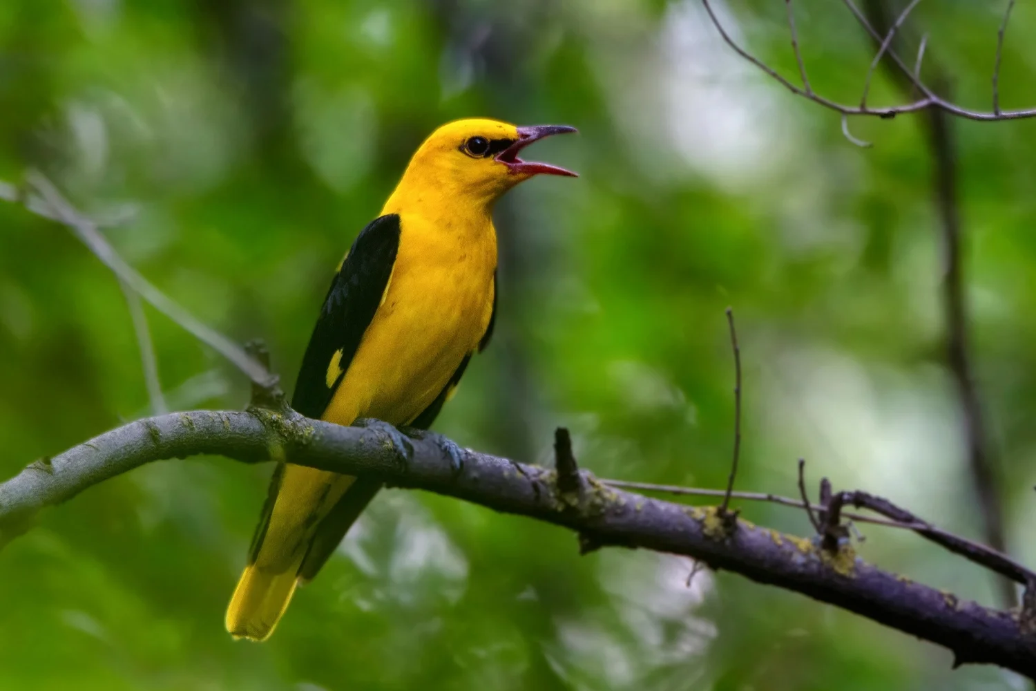 Indian Golden Oriole