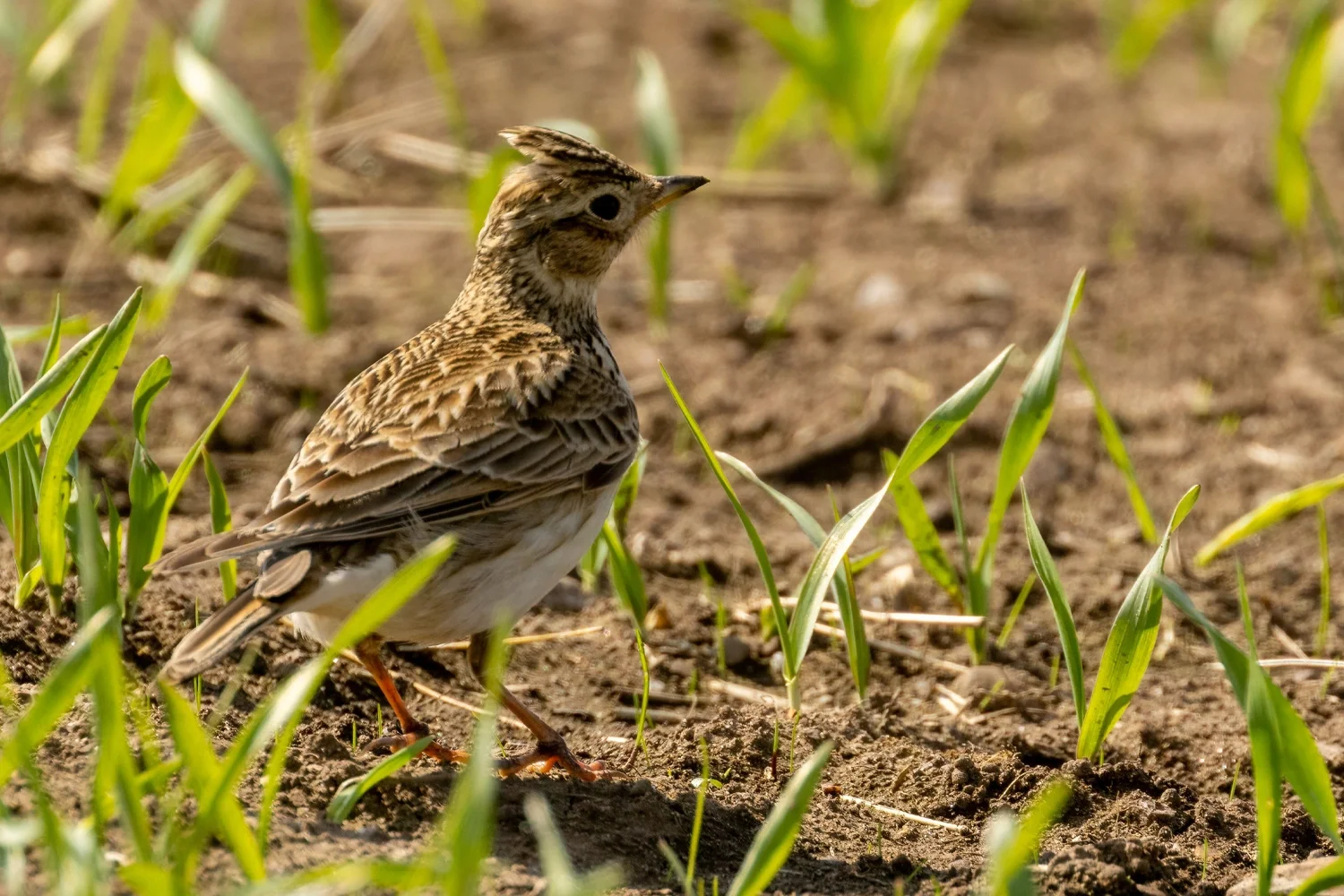 oriental skylark