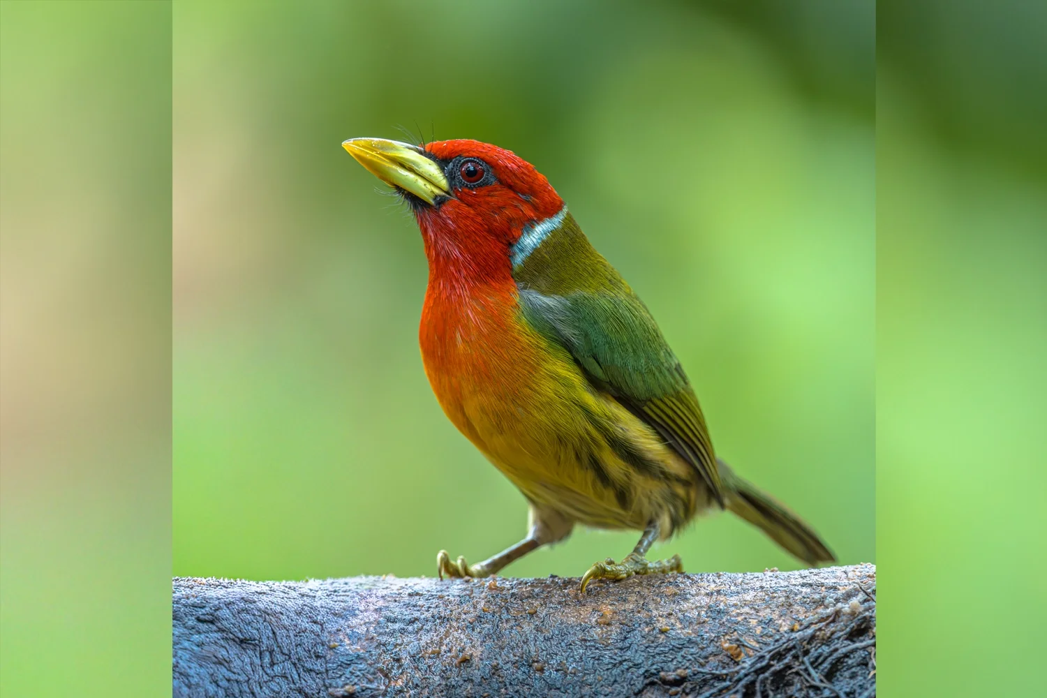 Red-headed Barbet
