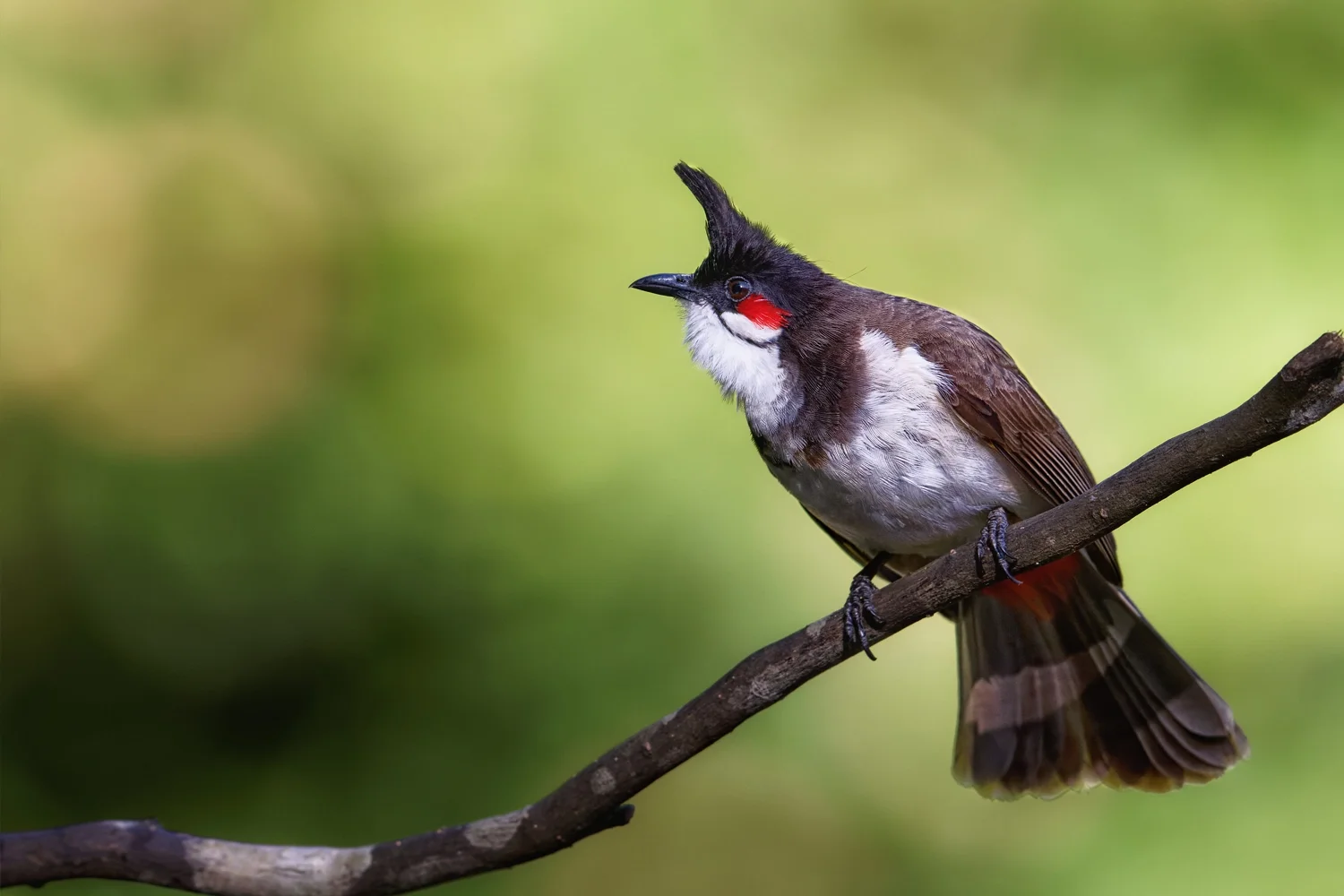 Red-whiskered Bulbul
