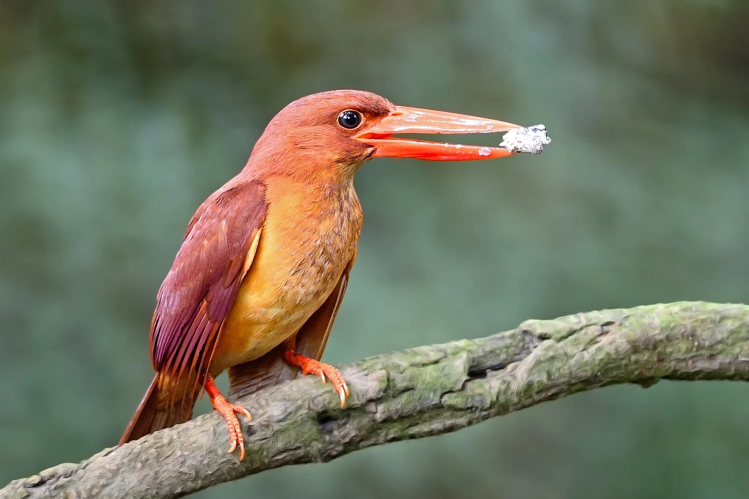 Ruddy Kingfisher