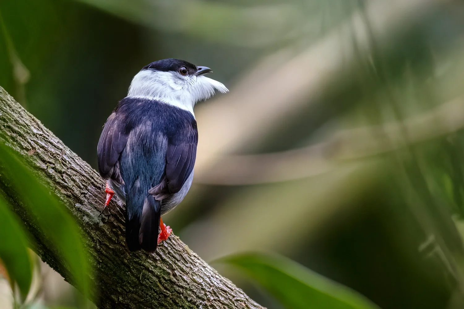 White-bearded Manakin