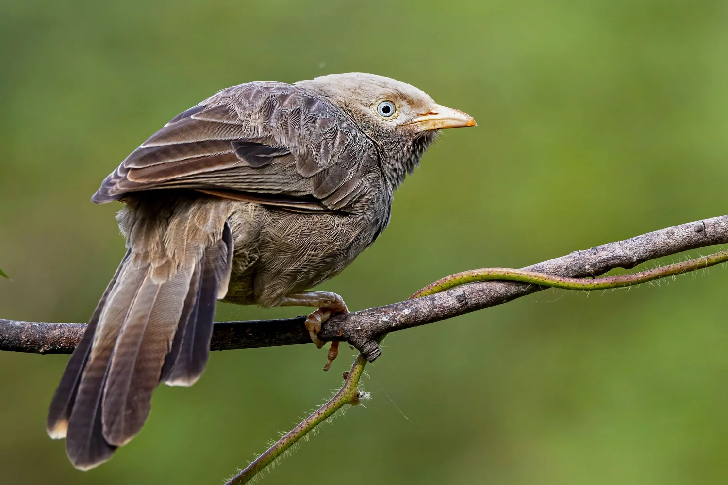 Yellow-billed Babbler