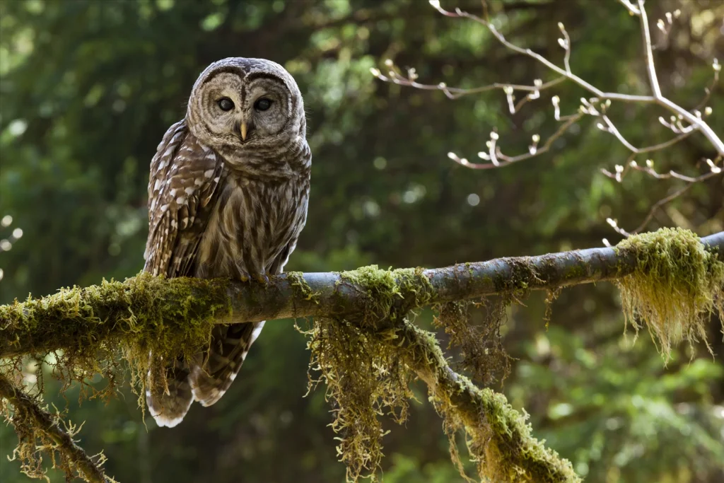 barred-owl