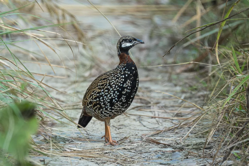 black-francolin