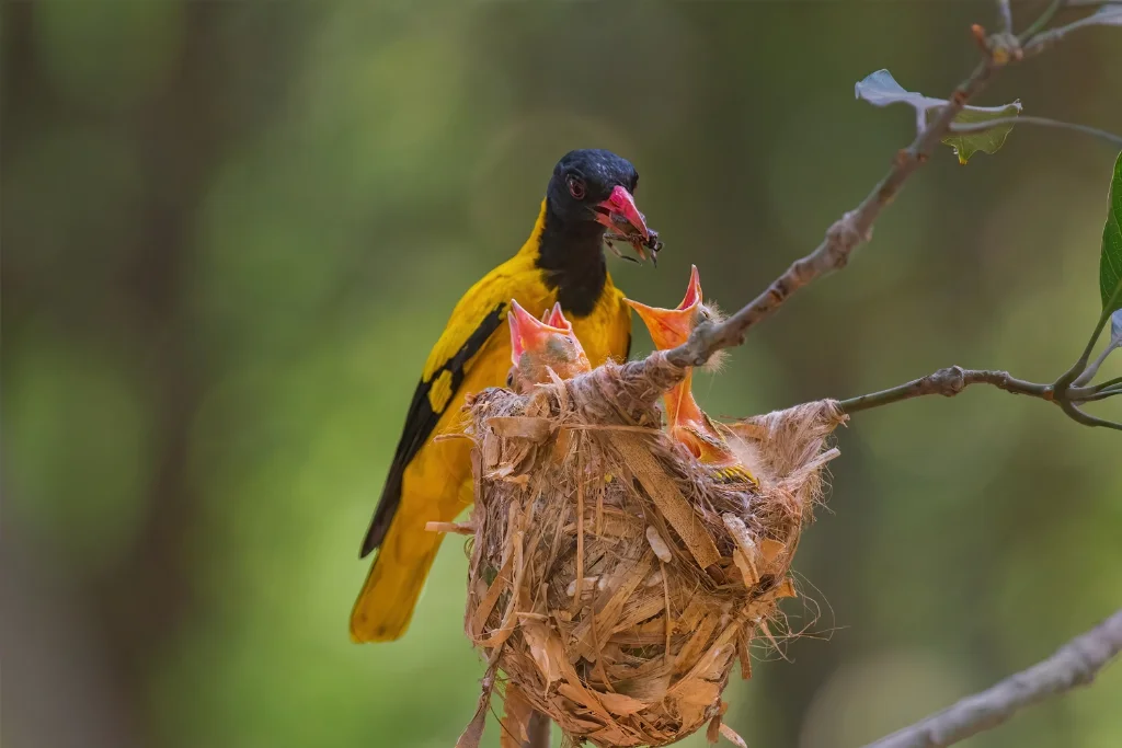 black-hooded-oriole