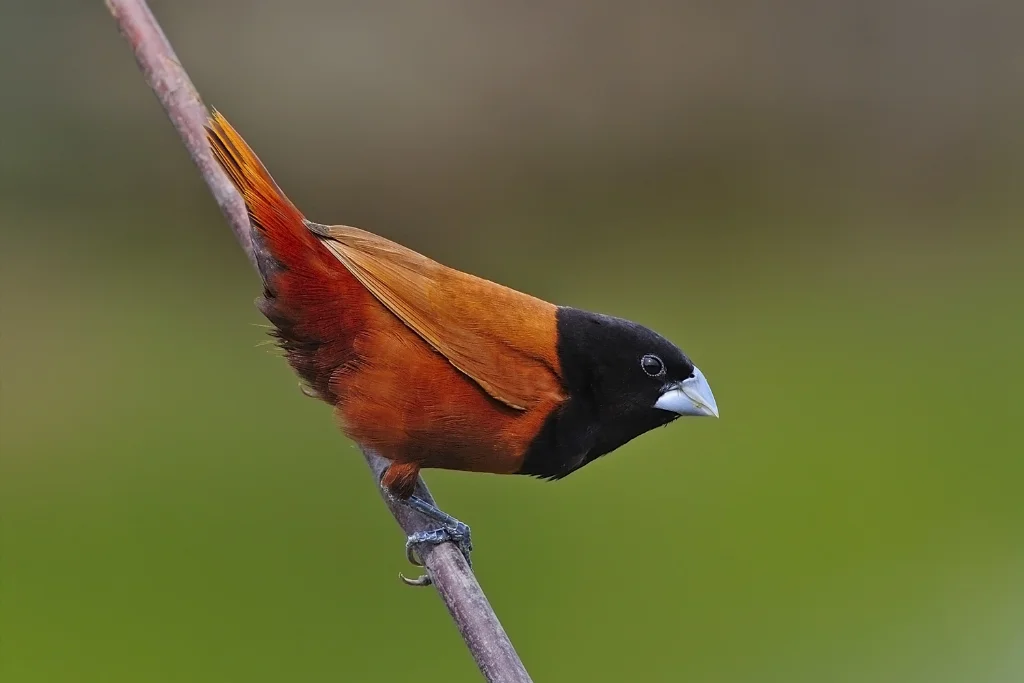 chestnut-munia