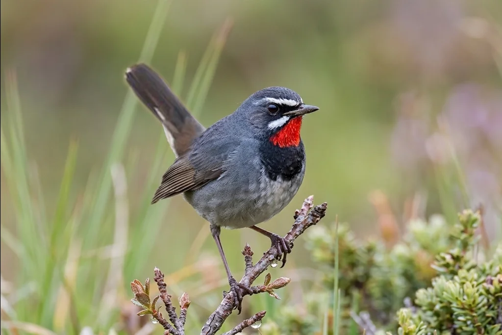 chinese-rubythroat