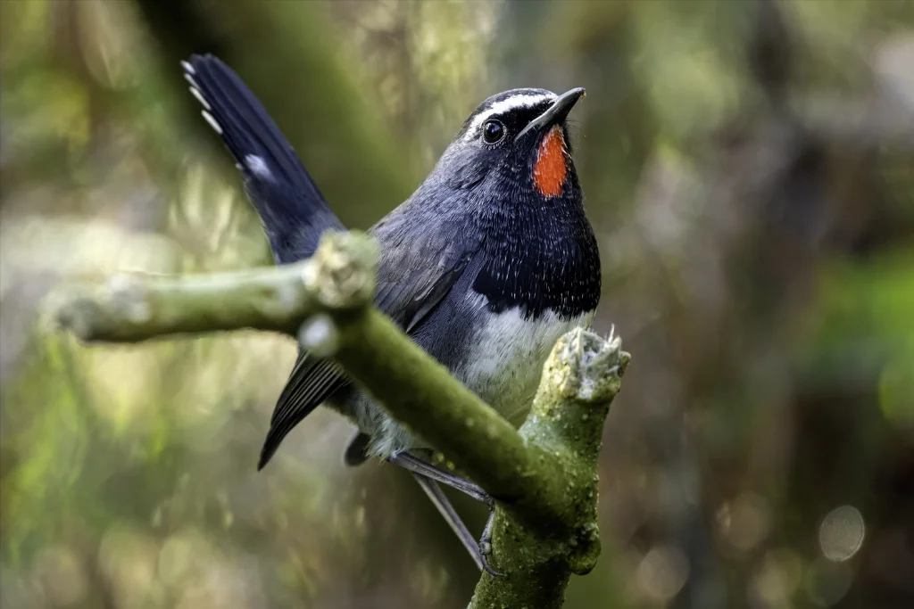 Firethroat