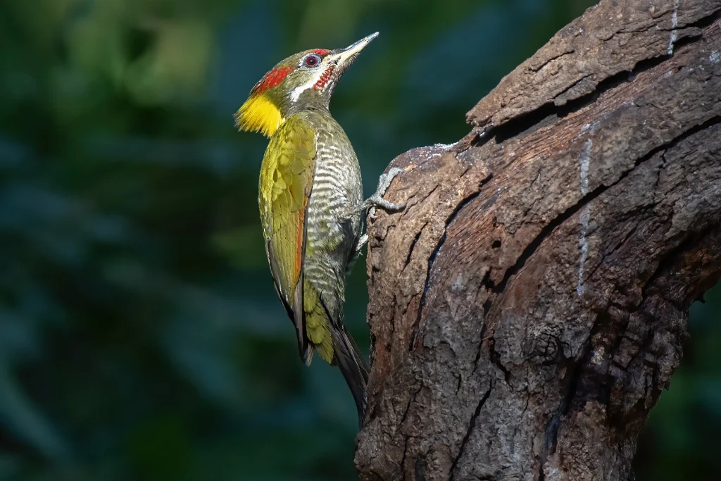 Lesser Yellownape