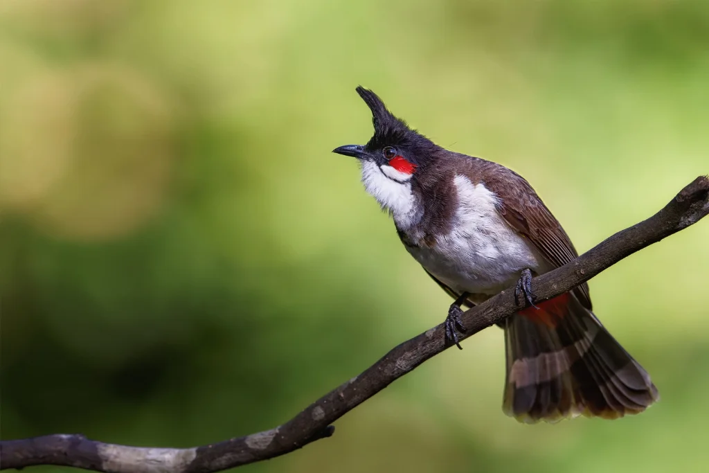 red-whiskered-bulbul